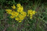Loupiac 24 05 20