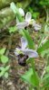 ophrys bécasse