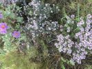 thym serpolet