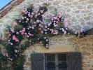 Les vignes 20 05 20 G2