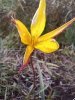 Tulipe des bois