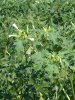 Datura ...ou herbe du diable : une plante à hauts risques !