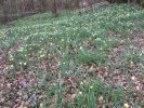 Rouffiac 08 03 2020