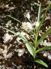 céphalanthère à feuilles longues