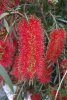 Melaleuca viminalis (ou rince-bouteille !)