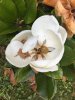 Cassagnes 06 2020