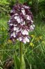orchis pourpre