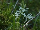 phalangère à fleurs de lis ?