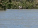 Flamant rose