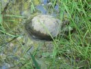 tortue d'eau