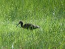 Ibis noir