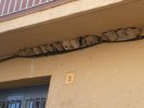 nids d'hirondelles à Palau Saverdera