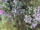 thym serpolet