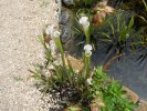 Sarracenia, plante carnivore