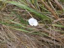 rare fleur à résister à la sécheresse