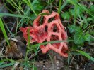 champignon : clathre rouge ou coeur de sorcière ou cage grillagée.