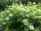 sureau en fleurs