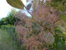 cotinus coggygria ou arbre à perruques