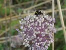 fleur d'ail...pour donner du gout au miel...