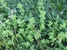 menthe sauvage