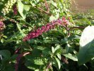 raisin d'amérique ou phytolacca americana