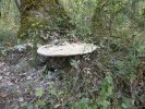 amadouvier : champignon parasite de l'arbre