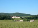 Le vignoble