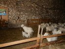 De ferme en ferme 27 04 2019