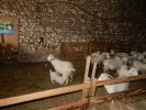 De ferme en ferme 27 04 2019