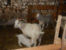 De ferme en ferme 27 04 2019