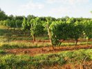 Les vignes du plateau