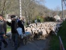 Transhumance 2019