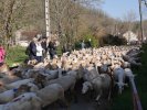 Transhumance 2019