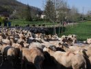 Transhumance 2019