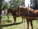 Transhumance 2019