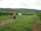 Randonneurs au milieu des vignes