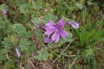 mauve des bois