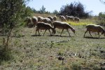 Lozère sept 2019, jour 4