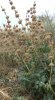 Marrube vulgaire