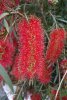 Melaleuca viminalis (ou rince-bouteille !)