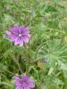 mauve des bois