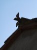 "griffes de sorcière"
