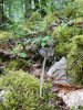 champignon : coprin impatient ???