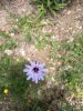 catananche bleue