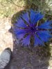 bleuet