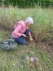 tentative de récupération de fenouil sauvage !