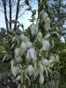 Yucca filamenteux