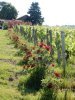 Le vignoble