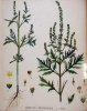 Ambrosia artemisiifolia L